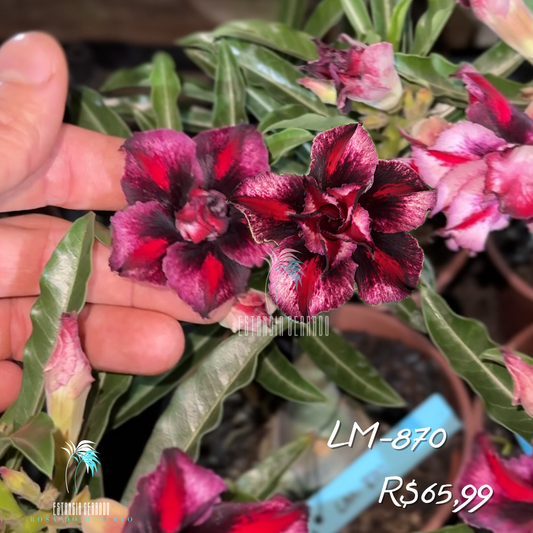 Rosa do deserto enxertada id: LM-870