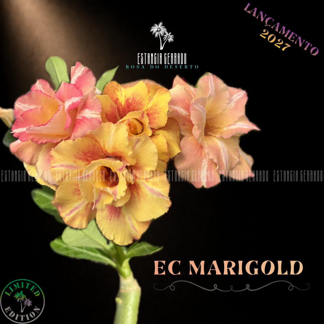 Enxerto De Rosa do Deserto ID: EC Marigold