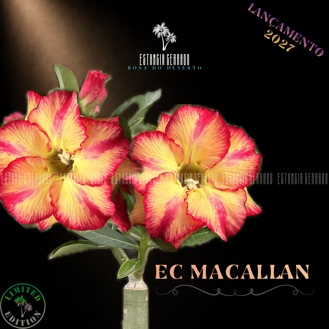Enxerto De Rosa do Deserto ID: EC Macallan