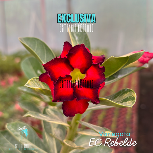 Enxerto De Rosa Do Deserto ID: EC Rebelde