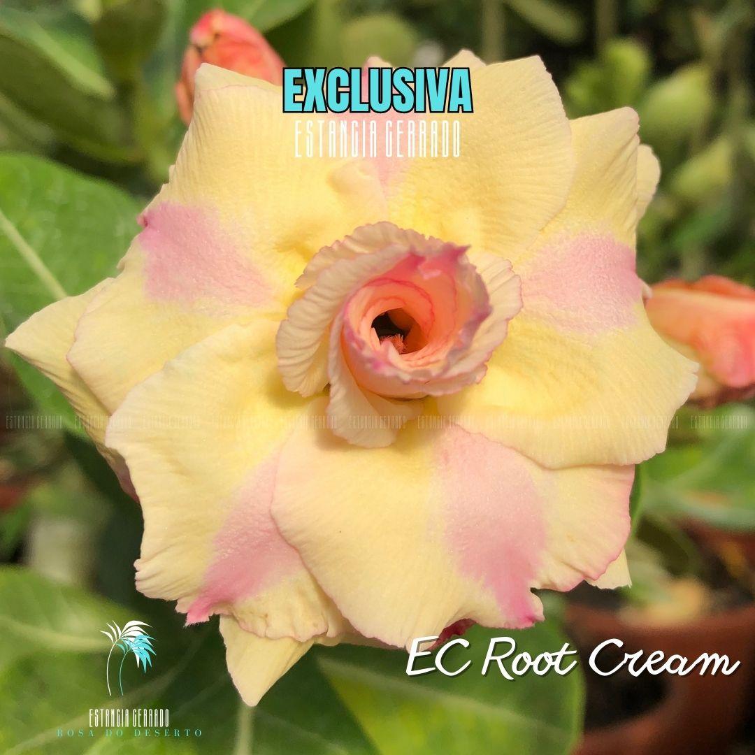 Enxerto De Rosa Do Deserto ID: EC Root Cream - Estância Cerrado Rosa do Deserto