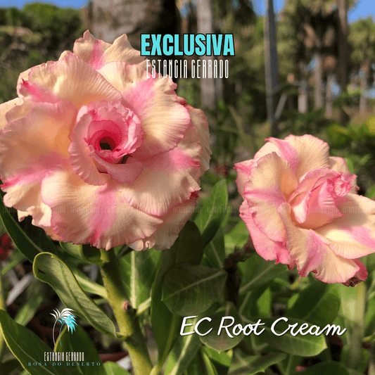 Enxerto De Rosa Do Deserto ID: EC Root Cream - Estância Cerrado Rosa do Deserto