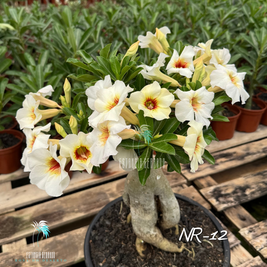 Matriz 4 enxertos NR-12