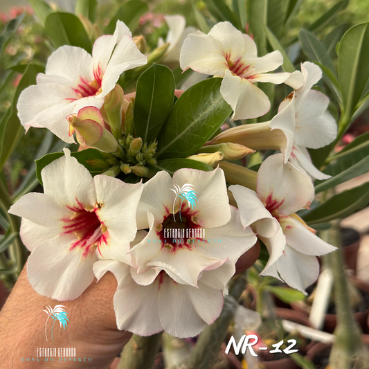 Enxerto De Rosa Do Deserto ID: NR-12