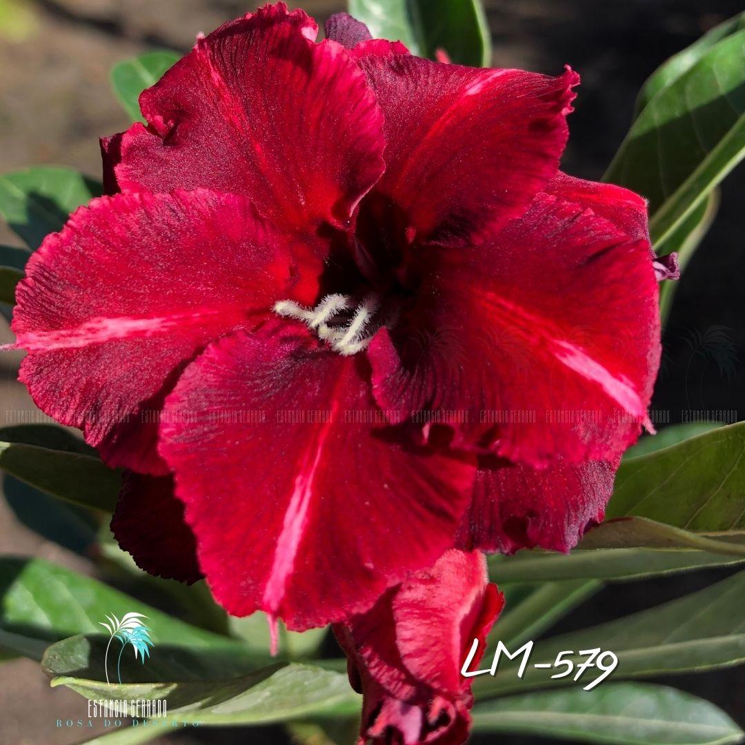 Enxerto De Rosa Do Deserto ID: LM-579 - Estância Cerrado Rosa do Deserto