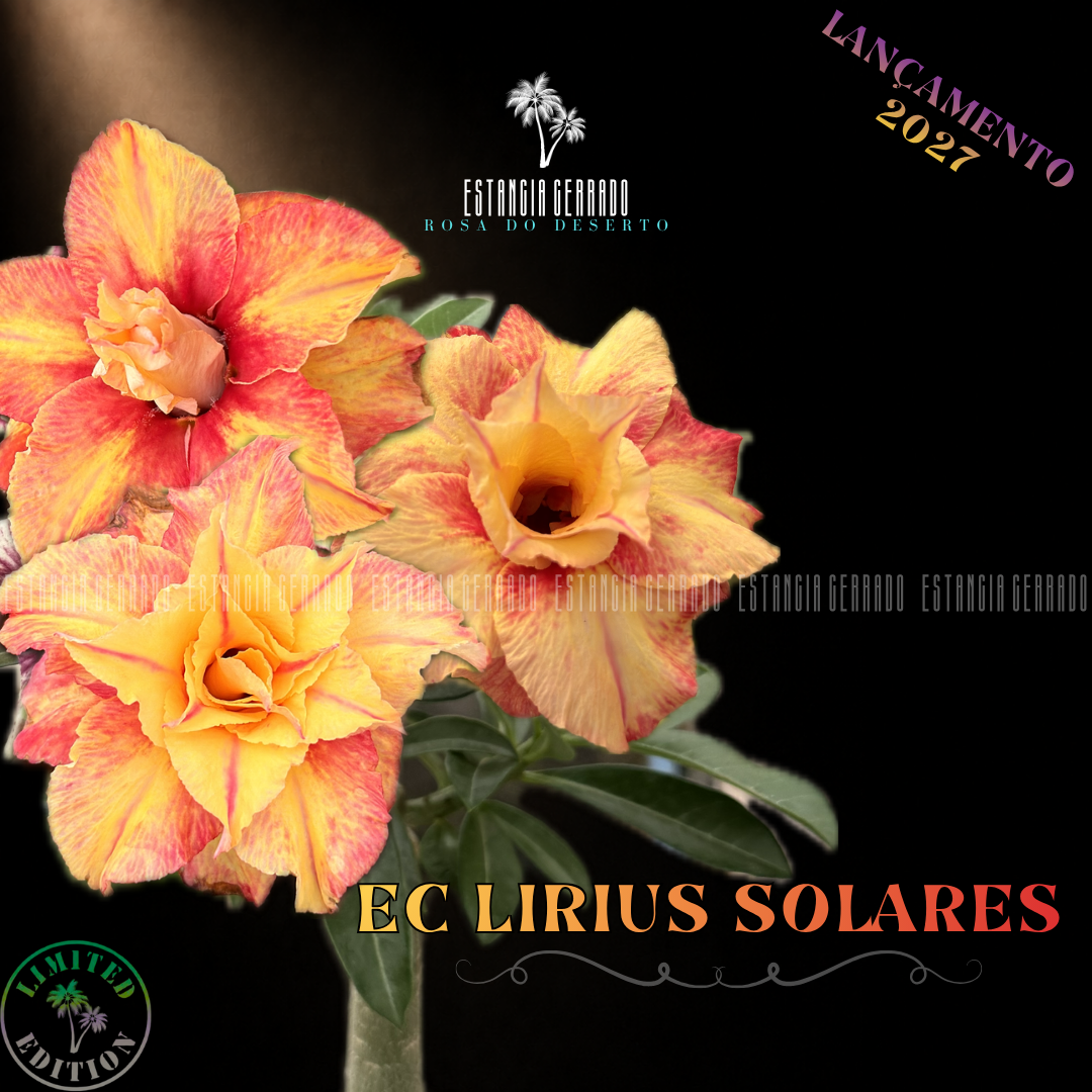 Enxerto De Rosa do Deserto ID: EC Lirius Solares