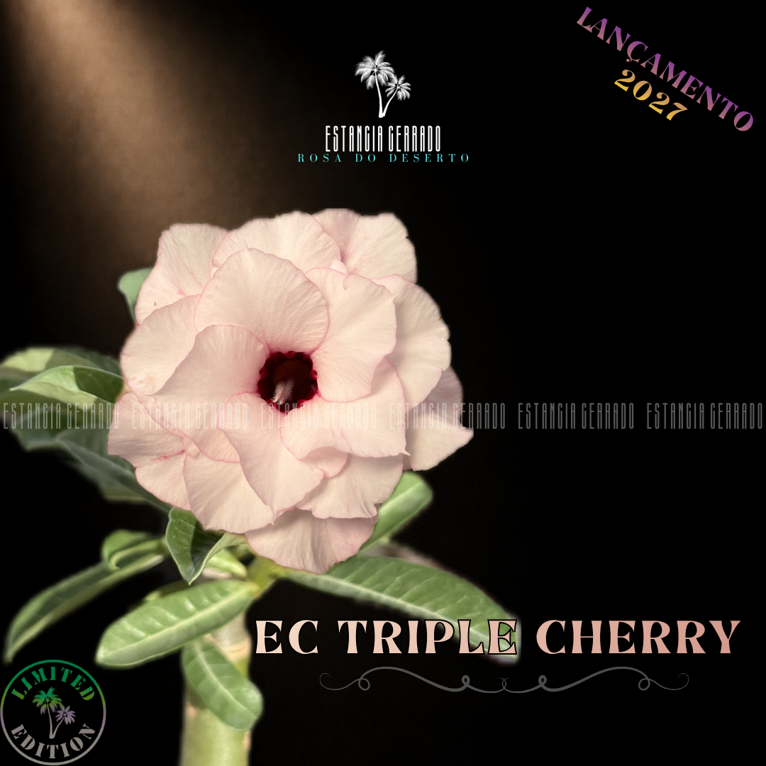 Enxerto De Rosa do Deserto ID: EC Triple Cherry