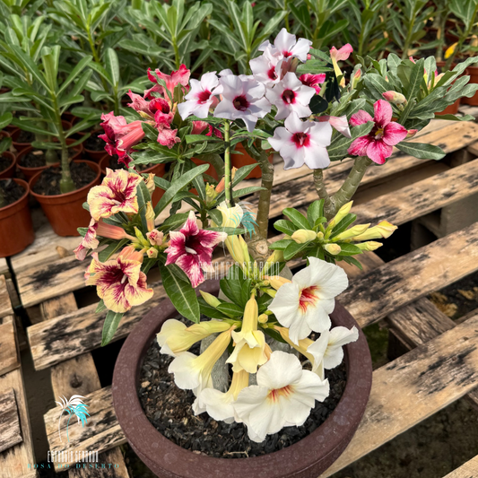 Matriz Multi enxertada 5 cores. NR-12, Snow Cherry, EC Violet, Capixaba e LM-911