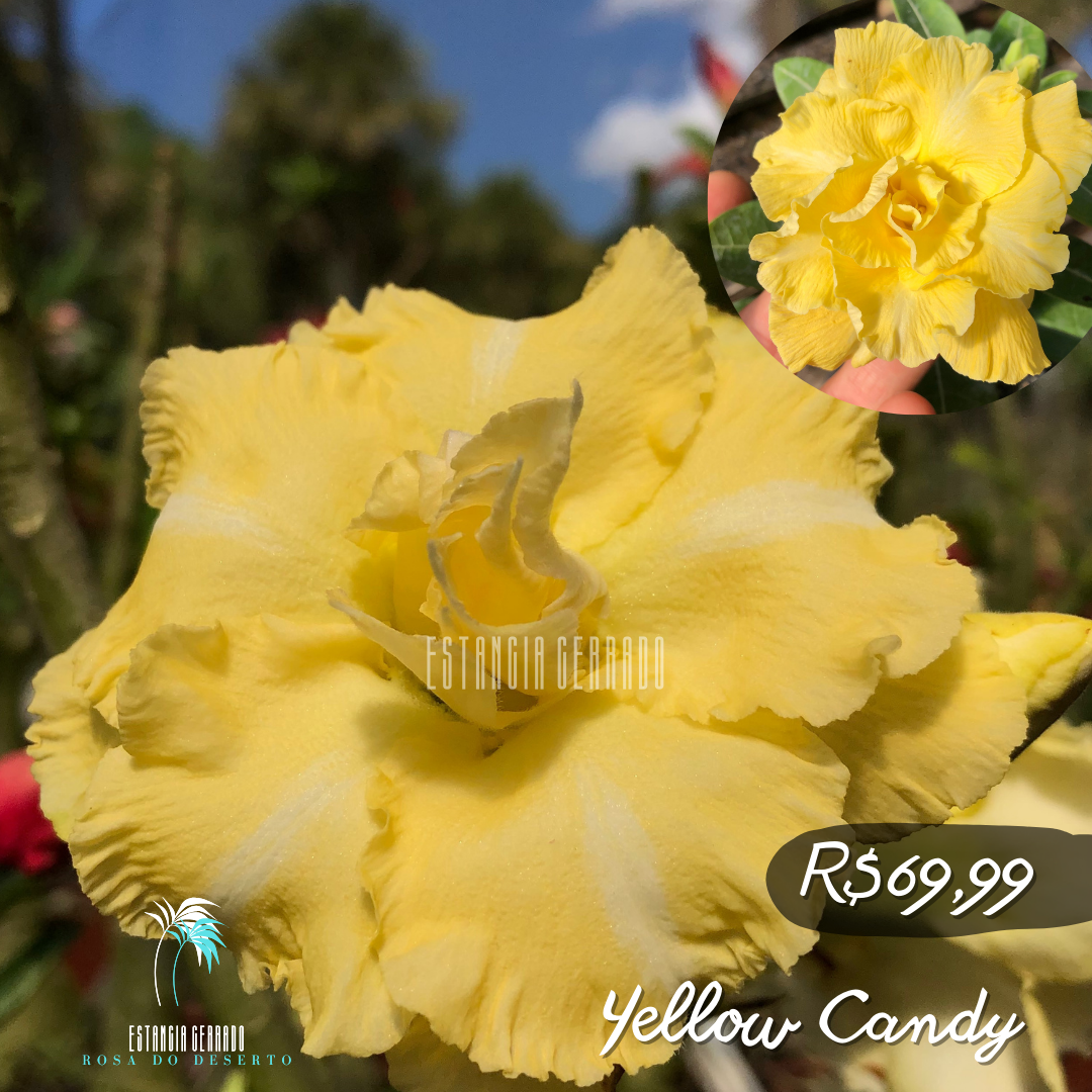 Enxerto De Rosa Do Deserto ID: Yellow Candy