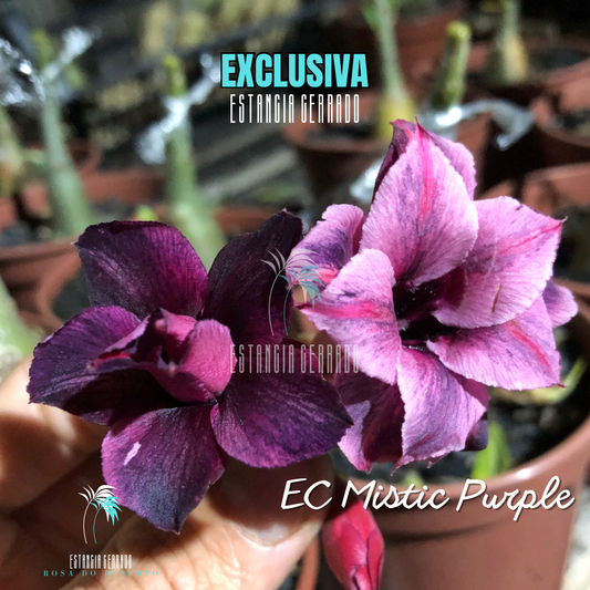 Enxerto De Rosa Do Deserto ID: EC Místic Purple