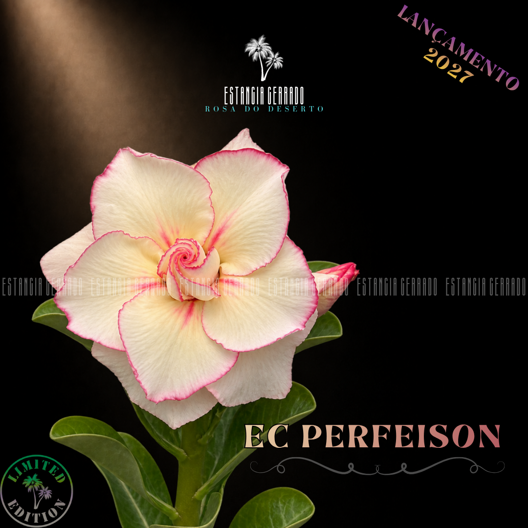 Enxerto De Rosa do Deserto ID: EC Perfeison