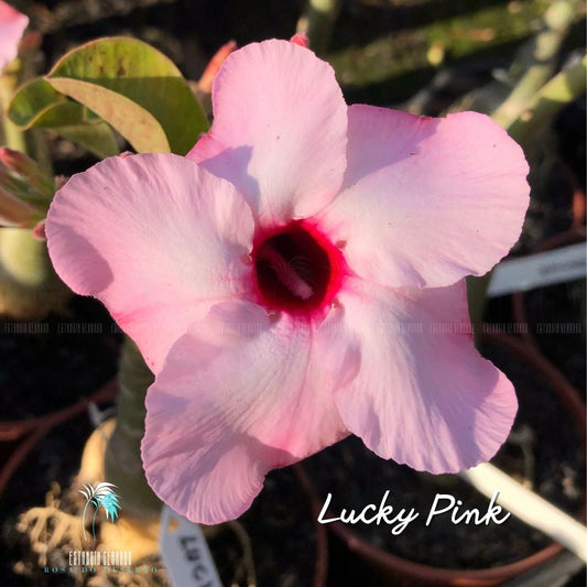 Enxerto De Rosa Do Deserto ID: Lucky Pink - Estância Cerrado Rosa do Deserto