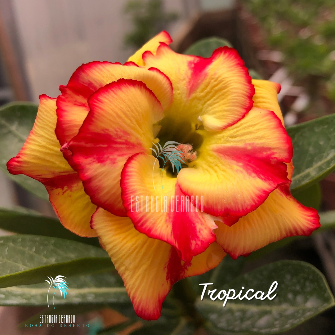 Enxerto De Rosa Do Deserto ID: BRD Tropical
