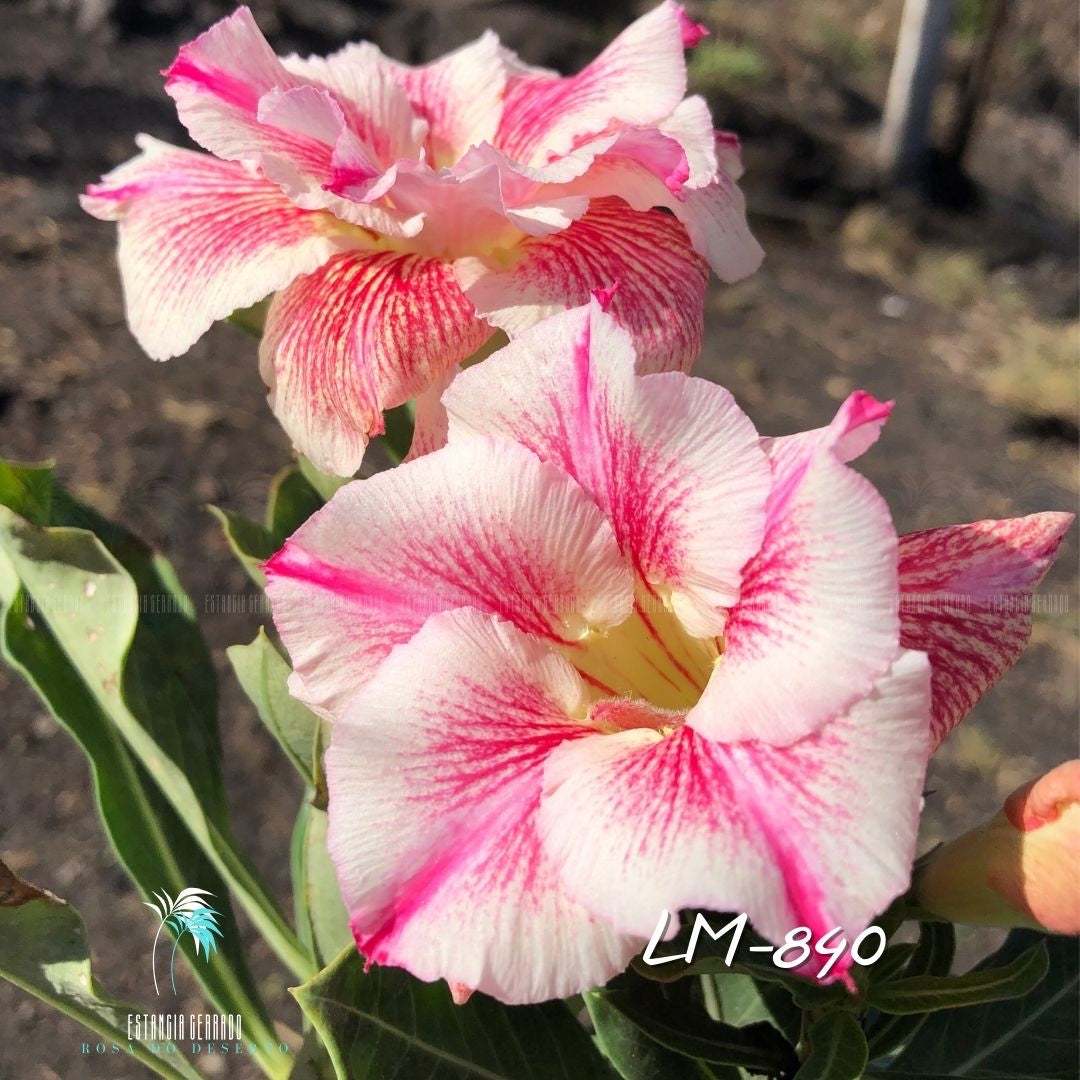 Enxerto De Rosa Do Deserto ID: LM-840 - Estância Cerrado Rosa do Deserto