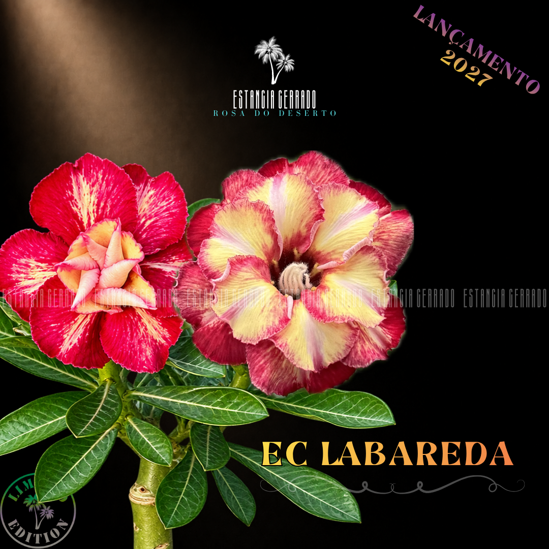 Enxerto De Rosa do Deserto ID: EC Labareda