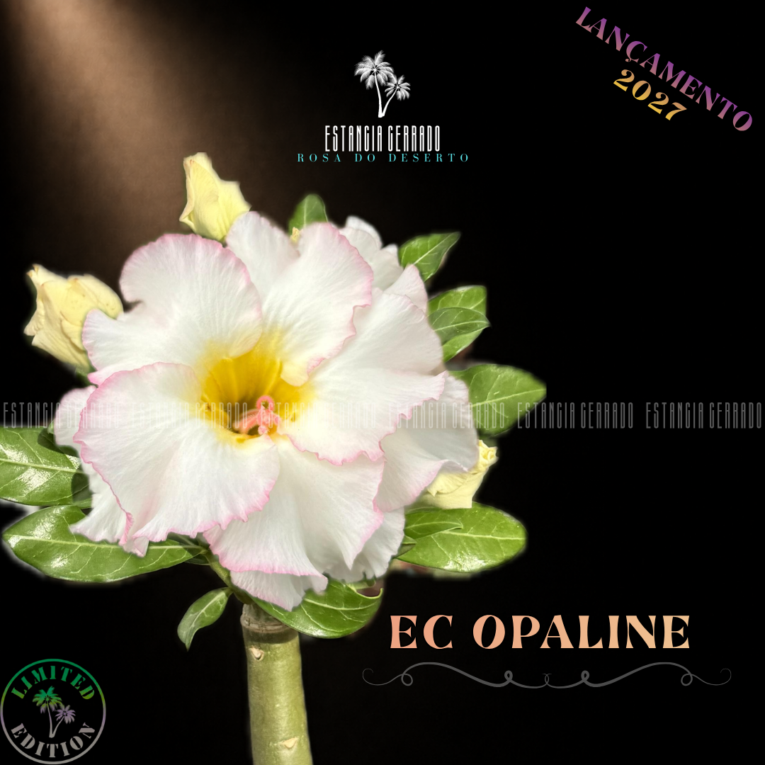 Enxerto De Rosa do Deserto ID: EC Opaline