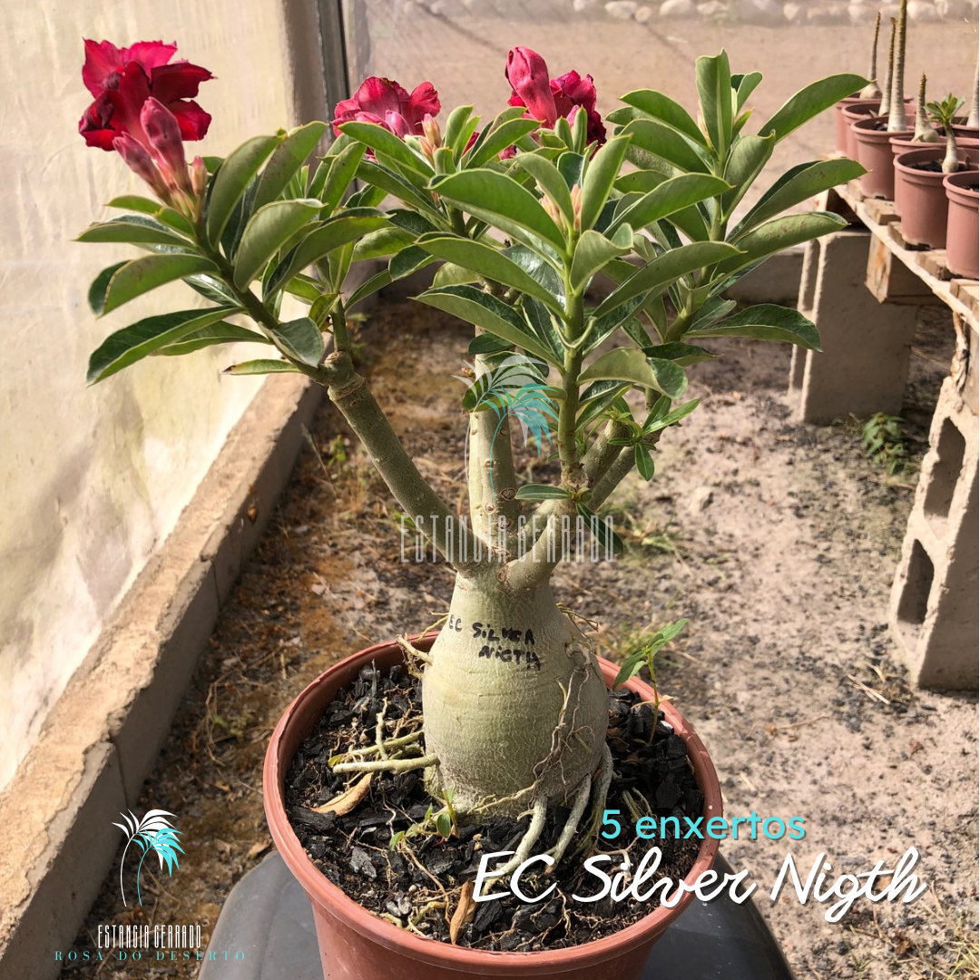 Multi Enxertada Variegata EC Silver Nigth