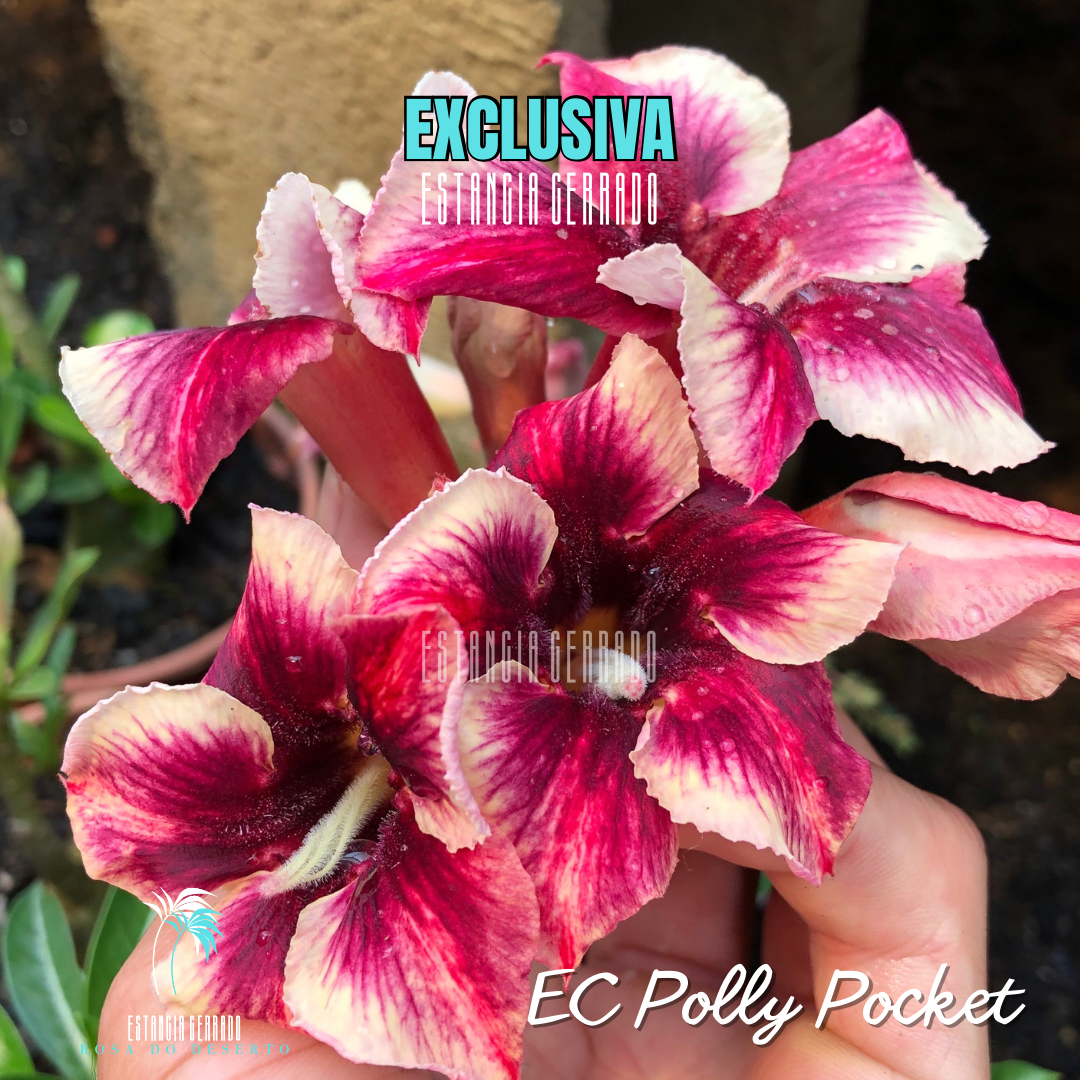 Enxerto De Rosa Do Deserto ID: EC Polly Pocket