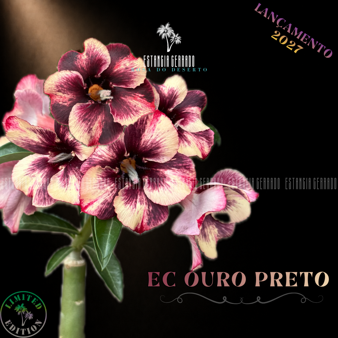 Enxerto De Rosa do Deserto ID: EC Ouro Preto