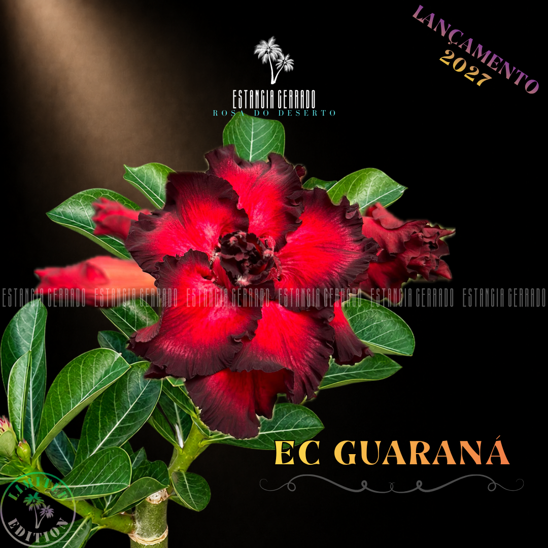 Enxerto De Rosa do Deserto ID: EC Guaraná