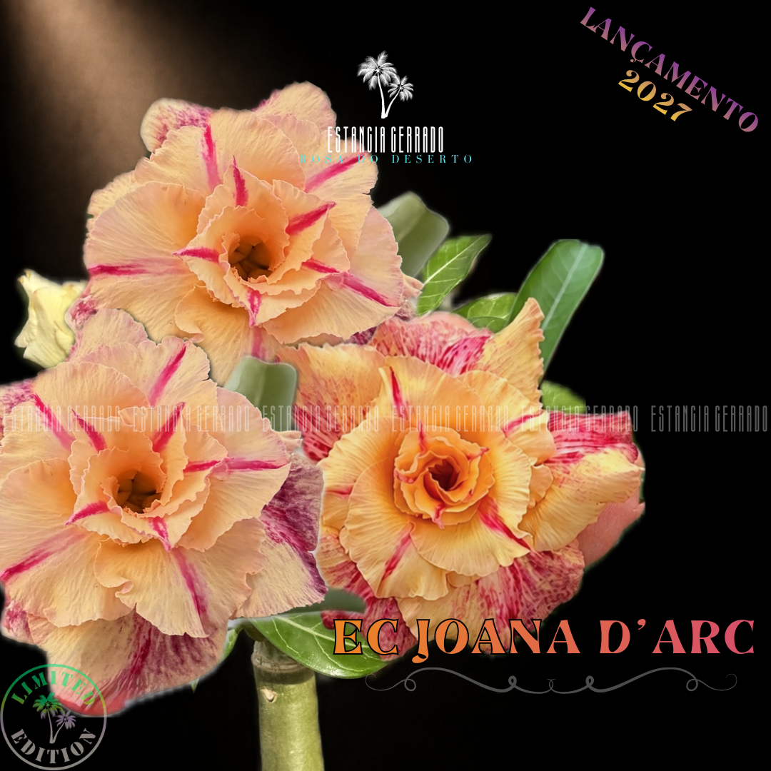 Enxerto De Rosa do Deserto ID: EC Joana D’arc