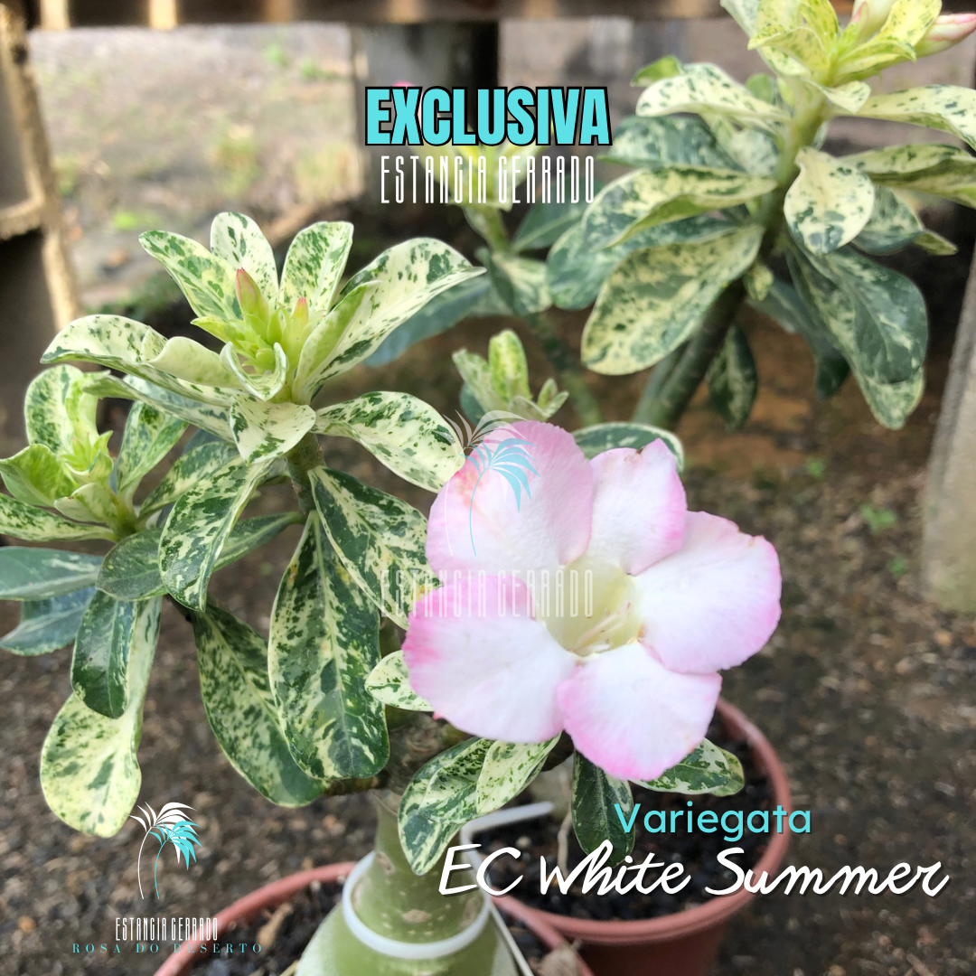 Enxerto De Rosa Do Deserto ID: EC White Summer (Variegata)