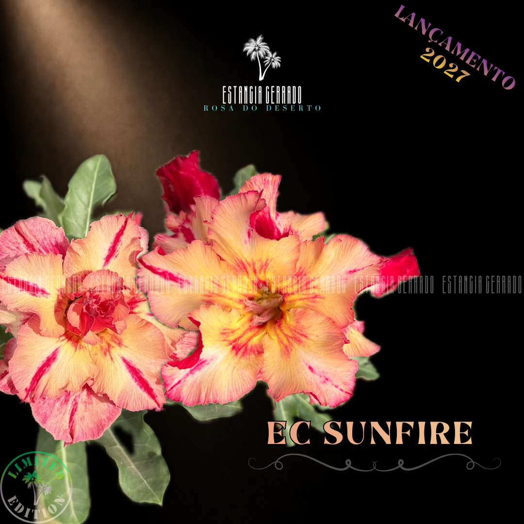 Enxerto De Rosa do Deserto ID: EC Sunfire