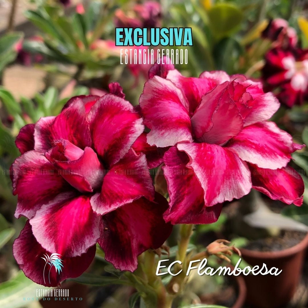 Enxerto De Rosa Do Deserto ID: EC Flamboesa - Estância Cerrado Rosa do Deserto