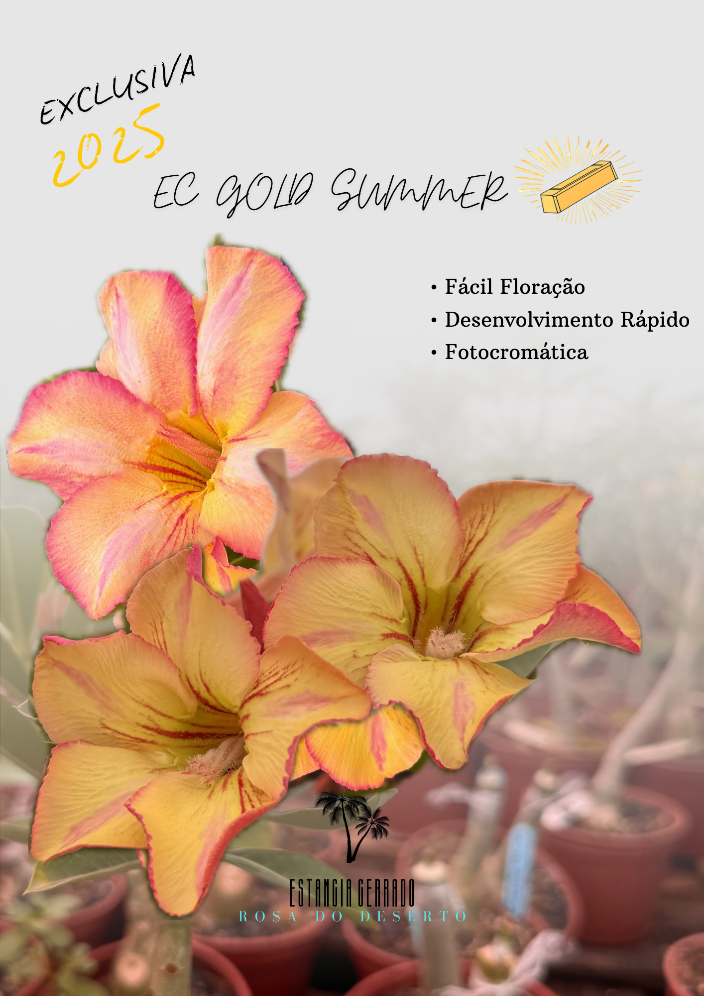 EC Gold Summer