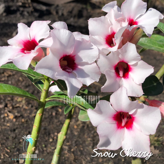 Enxerto De Rosa Do Deserto ID: Snow Cherry