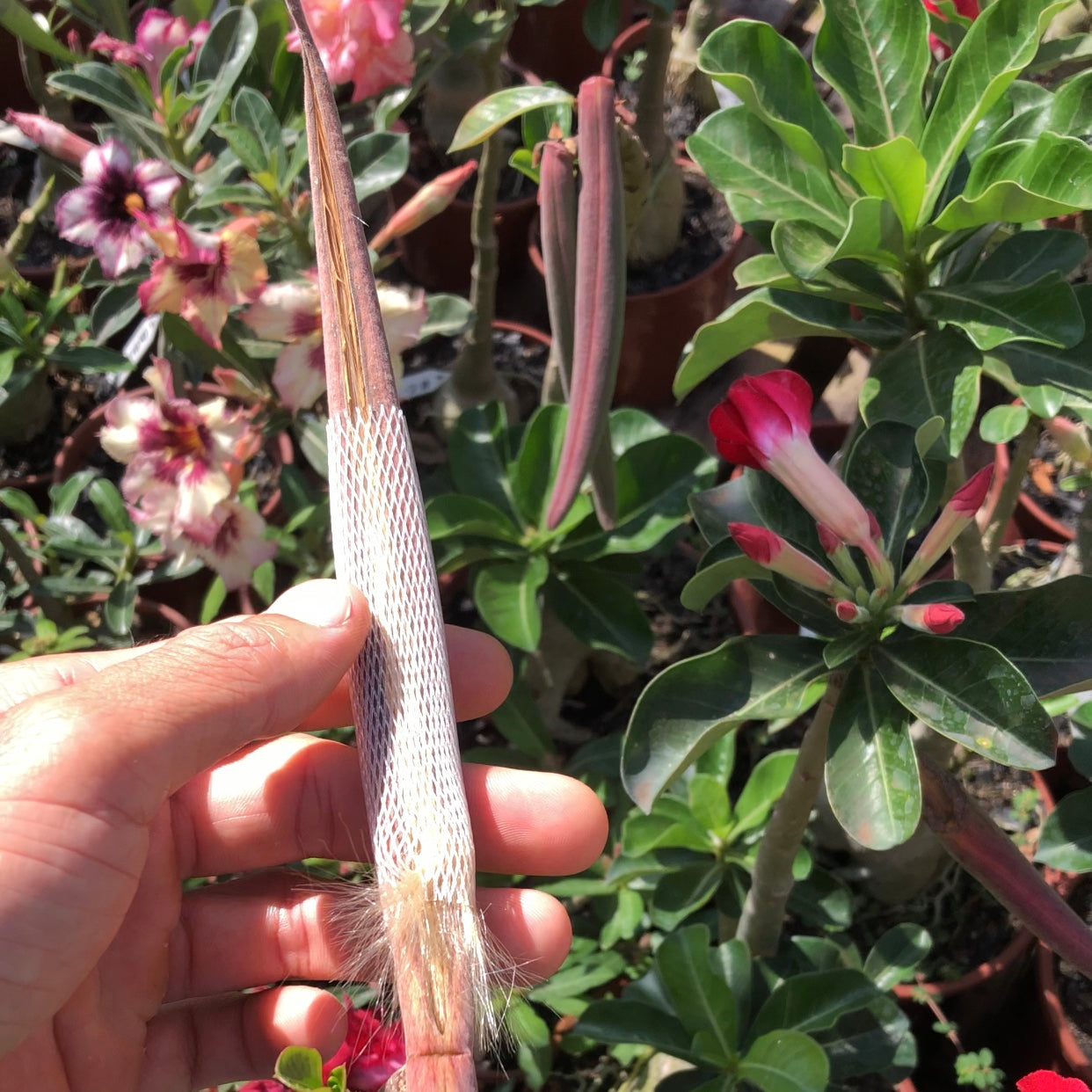 Kit 50 redinha para vargem (Proteger sementes para não voar) - Estância Cerrado Rosa do Deserto