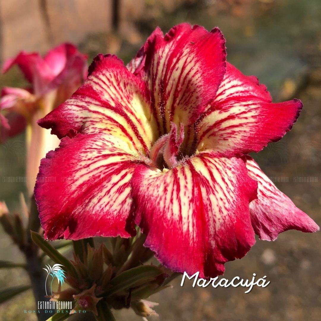 Enxerto De Rosa Do Deserto ID: Maracujá - Estância Cerrado Rosa do Deserto