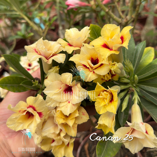 Enxerto De Rosa Do Deserto ID: Canan 25