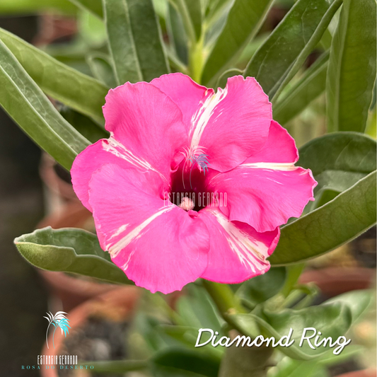 Enxerto De Rosa do Deserto ID: Diamond Ring