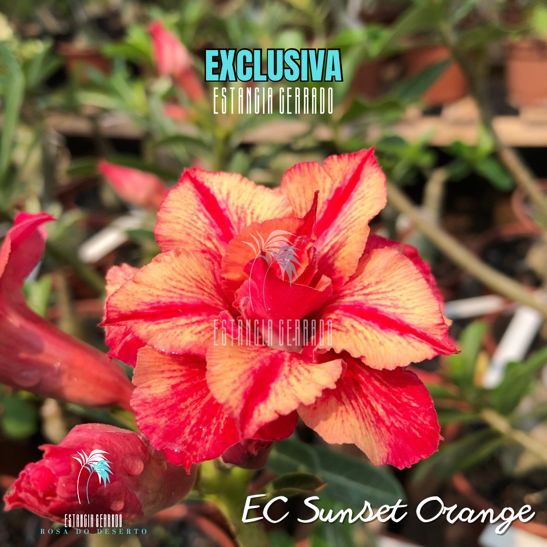 Enxerto De Rosa Do Deserto ID: EC Sunset Orange