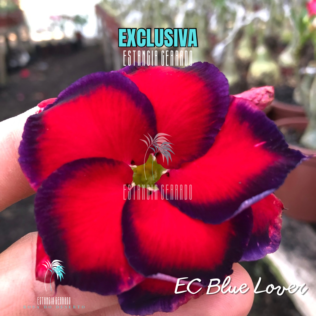 Enxerto De Rosa Do Deserto ID: EC Blue Lover