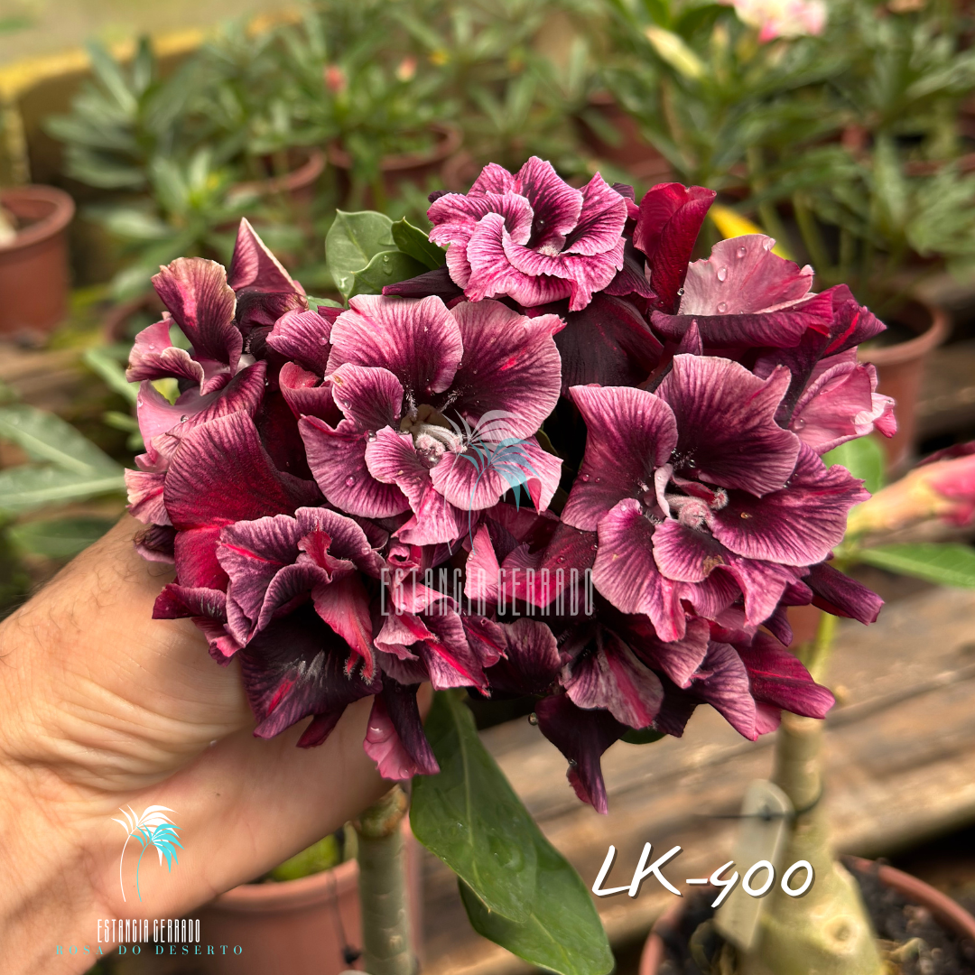Enxerto De Rosa do Deserto ID: LK-400