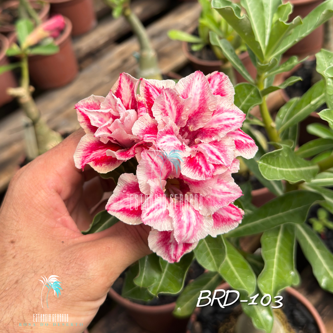 Enxerto De Rosa do Deserto ID: BRD-103