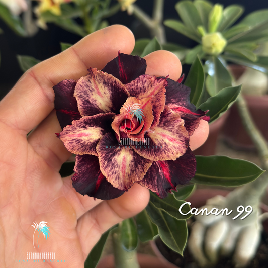 Enxerto De Rosa do Deserto ID: Canan 99