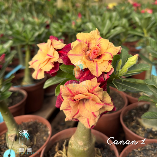 Enxerto De Rosa do Deserto ID: Canan I