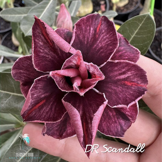 Enxerto De Rosa do Deserto ID: DR Scandall