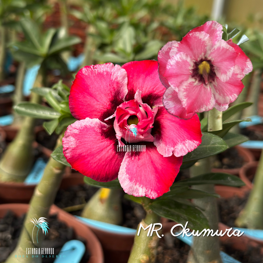 Enxerto De Rosa do Deserto ID: MR. Okumura