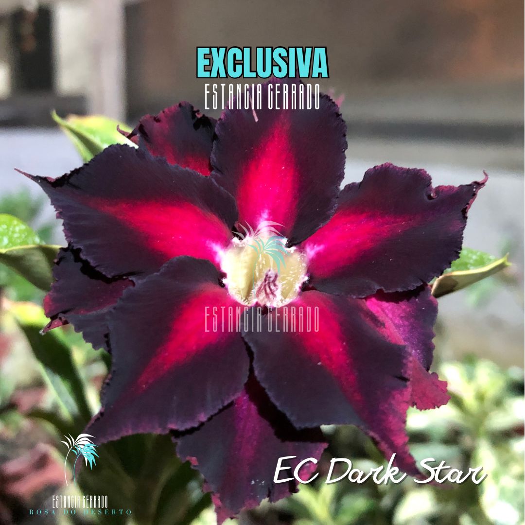 Enxerto De Rosa do Deserto ID: EC Dark Star